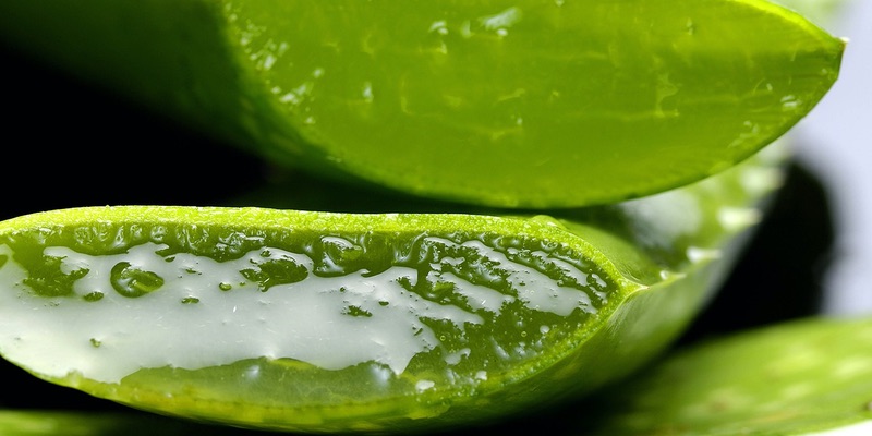 aloe erekció mi szükséges az erekció helyreállításához